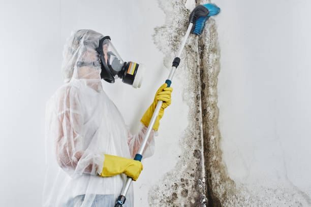 Best Residential Mold Inspection & Testing in USA